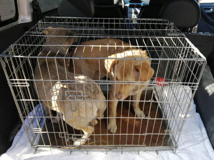 Câinii maidanezi din Stăuceni vor fi sterilizați și vaccinați antirabie 